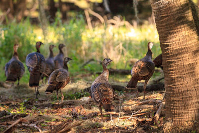 Wild osceola wild turkey meleagris gallopavo osceola in the woods of myakka state park in sarasota