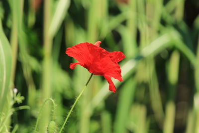 Close-up of red hibiscus flower