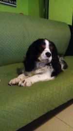 Portrait of dog resting on sofa at home