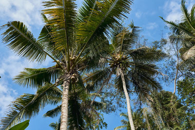 Low angle view of palm trees against sky