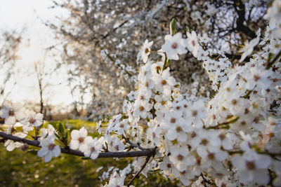 Close-up of white cherry blossom tree