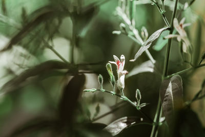 Close-up of flowering plant