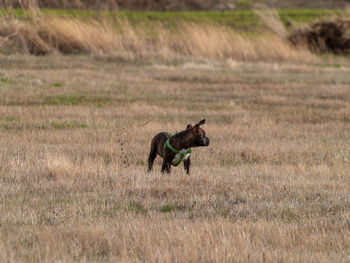 Side view of a horse on field