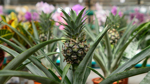 Pineapple in a flower pot growing exotic plants close up