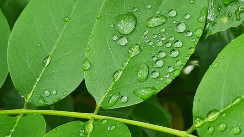 Close-up of wet plant leaves during rainy season