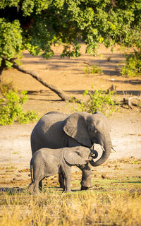 Elephant drinking water