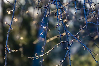 Close-up of purple flowering plant