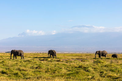 Elephants drinking water