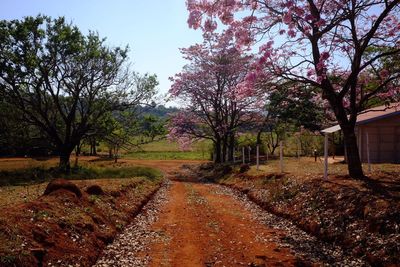 View of trees on landscape against sky