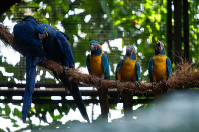 Birds perching on a tree