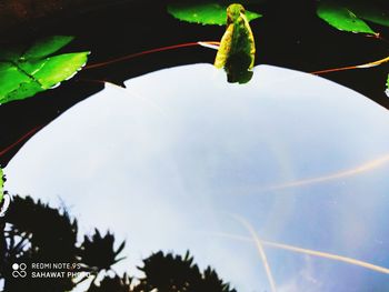 Close-up of plant against sky