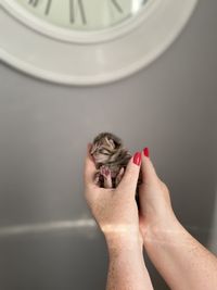 Cropped hand of woman holding kitten