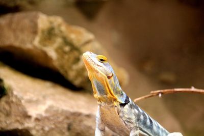 Close-up of a lizard