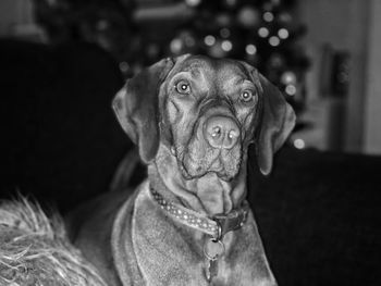 Close-up of a dog looking away