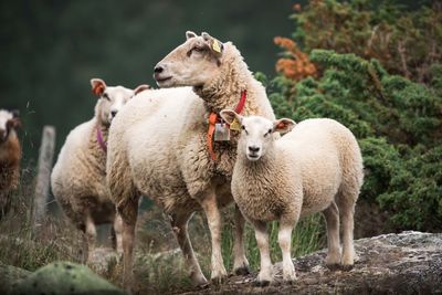 Sheep in a field