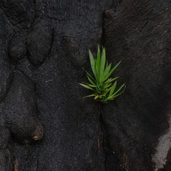 Close-up of plant growing on tree trunk