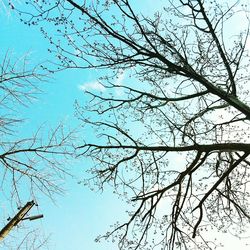 Low angle view of bare tree against clear blue sky