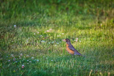 Close-up of bird on field