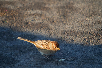 Side view of a bird on a land