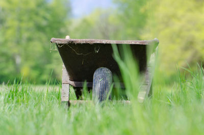 Plants on field