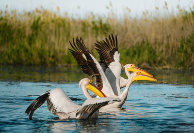 Close-up of pelicans in danube delta