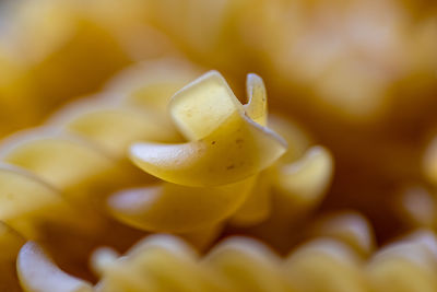 Close-up of yellow flowering plant