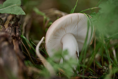 Close-up of mushrooms growing on field