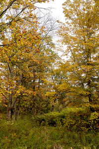 Trees in forest during autumn