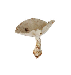 Close-up of mushroom on white background