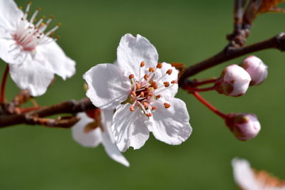 Close-up of white cherry blossom