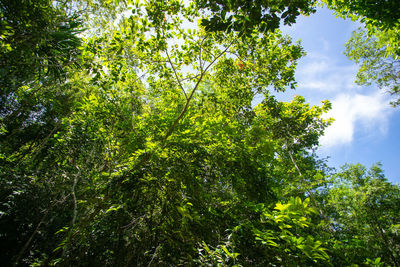 Low angle view of trees against sky