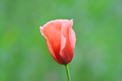 Close-up of red rose flower bud