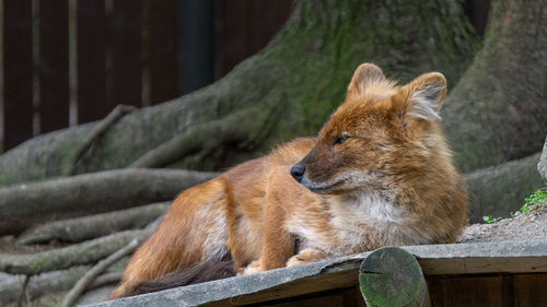 Lion relaxing in a zoo