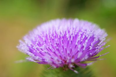 Close-up of purple flowers blooming