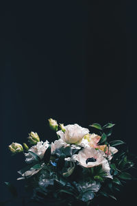 Close-up of flowering plant against black background