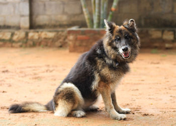 Portrait of dog sitting on land