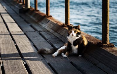 Dog walking on wooden floor