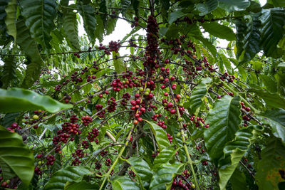 Low angle view of berries on tree