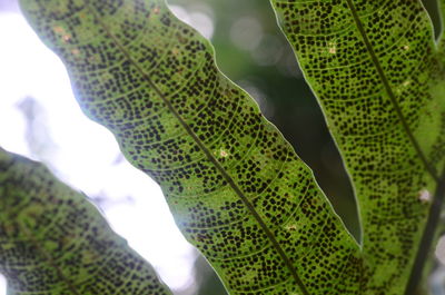 Close-up of green leaves
