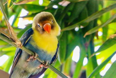 Close-up of bird perching on tree