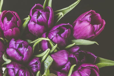 Close-up of pink flowers against black background