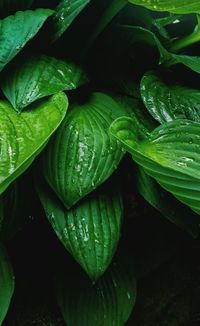 Full frame shot of wet plant