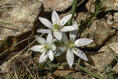 Close-up of white flowering plants