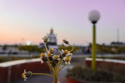 Close-up of flowering plant against sky during sunset