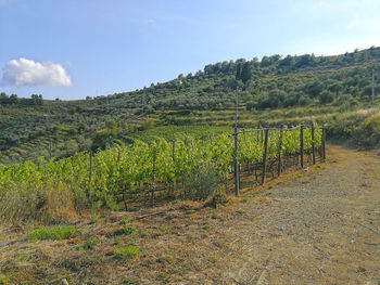 Scenic view of vineyard against sky