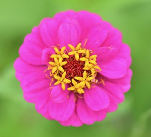 Close-up of pink flower
