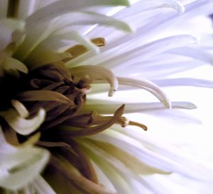 Close-up of white lily flower