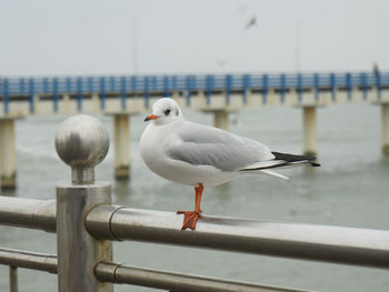 A lone seagull looks out over the city from the shore