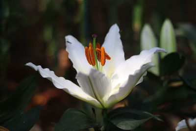 Close-up of white flowering plant