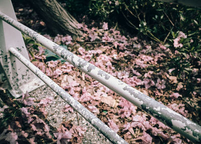 High angle view of plants growing on railroad track